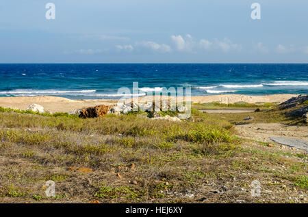 Trockene Wüstenlandschaft mit Meer als Hintergrund in Aruba-Insel in der Karibik Stockfoto