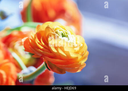 Schönheit orange Ranunkel im Licht der Morgensonne Stockfoto