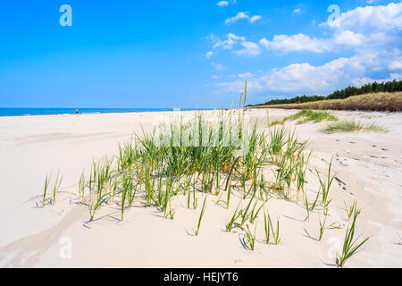 Grüner Rasen am Sandstrand auf Küste der Ostsee in der Nähe von Lubiatowo Dorf, Polen Stockfoto