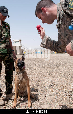 Mahmoud Ismail Husain, ein Hundeführer mit der irakischen Al Anbar K-9 Polizeieinheit in Ramadi, Irak, bekommt Hilfe von Sgt. Nicholas Arnold, eine Militärpolizei HF 1. Brigade spezielle Truppen Bataillon, 1. beraten und unterstützen Brigade der 82. US-Luftlandedivision, während des Trainings seinen Sprengstoff-Feststellung belgische Malinois April 16 befestigt. Bombe-sniffing Hunde sind für die Suche nach Sprengstoff mit Spielzeug belohnt, aber hier wird der Hund nicht zurück, sein Spielzeug geben, so Arnold den Hund mit einem anderen Spielzeug verlockend ist. Anbar Police aufstehen k-9 Unit 272344 Stockfoto