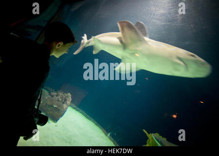 Ein kleiner Junge schaut einen Hai im South Pacific Aquarium im Defiance Zoo & Aquarium, am 11. November schwimmen. Lokalen Zoo öffnet Türen für Militärangehörige für Veterans Day 341439 Stockfoto