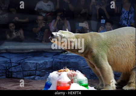 Singapur. 22. Dezember 2016. Der Zoo von Singapur statt am Donnerstag eine Geburtstagsparty für Inuka. 26. Dezember 1990. Eisbär Inuka isst einen Fisch Kuchen während seiner Geburtstagsfeier im Zoo von Singapur, 22. Dezember 2016. Der Zoo von Singapur statt am Donnerstag eine Geburtstagsparty für Inuka, der erste Eisbär in den Tropen am 26. Dezember 1990 geboren. © Dahin Chih Wey/Xinhua/Alamy Live News Bildnachweis: Xinhua/Alamy Live-Nachrichten Stockfoto