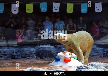 Singapur. 22. Dezember 2016. Eisbär Inuka isst einen Fisch Kuchen während seiner Geburtstagsfeier im Zoo von Singapur, 22. Dezember 2016. Der Zoo von Singapur statt am Donnerstag eine Geburtstagsparty für Inuka, der erste Eisbär in den Tropen am 26. Dezember 1990 geboren. Bildnachweis: Xinhua/Alamy Live-Nachrichten Stockfoto