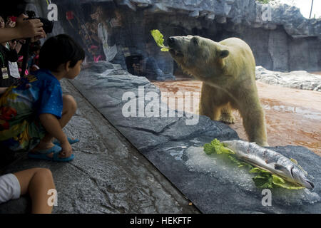 Singapur. 22. Dezember 2016. Der Zoo von Singapur statt am Donnerstag eine Geburtstagsparty für Inuka. 26. Dezember 1990. Eisbär Inuka isst einen Lachs während seiner Geburtstagsfeier im Zoo von Singapur, 22. Dezember 2016. Der Zoo von Singapur statt am Donnerstag eine Geburtstagsparty für Inuka, der erste Eisbär in den Tropen am 26. Dezember 1990 geboren. © Dahin Chih Wey/Xinhua/Alamy Live News Bildnachweis: Xinhua/Alamy Live-Nachrichten Stockfoto