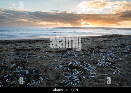 Marazion, Cornwall, UK. 22. Dezember 2016. Der wahrscheinlichste Grund für Zehntausende von toten Fischen, die an Marazion, angespült wurden wurde auf einem Fischkutter zurückgeführt, ring Netting Sardinen, lassen Sie den Haken, um Instabilität zu vermeiden müssen und ein mögliches Kentern aufgrund der Größe des Fangs. Gibt es jetzt Tausende von Möwen jeden Tag am Strand gieren sich auf den Fisch. Stockfoto