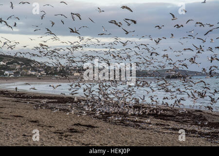 Marazion, Cornwall, UK. 22. Dezember 2016. Der wahrscheinlichste Grund für Zehntausende von toten Fischen, die an Marazion, angespült wurden wurde auf einem Fischkutter zurückgeführt, ring Netting Sardinen, lassen Sie den Haken, um Instabilität zu vermeiden müssen und ein mögliches Kentern aufgrund der Größe des Fangs. Gibt es jetzt Tausende von Möwen jeden Tag am Strand gieren sich auf den Fisch. Stockfoto