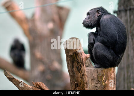 Pilsen, Tschechische Republik. 23. Dezember 2016. Gemeinsame Schimpansen in ihrem Freigehege in Pilsen Zoo, Tschechische Republik, am 23. Dezember 2016. © Miroslav Chaloupka/CTK Foto/Alamy Live-Nachrichten Stockfoto