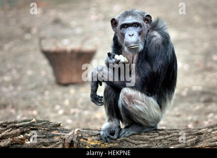 Pilsen, Tschechische Republik. 23. Dezember 2016. Gemeinsame Schimpansen in ihrem Freigehege in Pilsen Zoo, Tschechische Republik, am 23. Dezember 2016. © Miroslav Chaloupka/CTK Foto/Alamy Live-Nachrichten Stockfoto