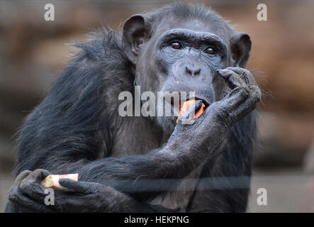 Pilsen, Tschechische Republik. 23. Dezember 2016. Gemeinsame Schimpansen in ihrem Freigehege in Pilsen Zoo, Tschechische Republik, am 23. Dezember 2016. © Miroslav Chaloupka/CTK Foto/Alamy Live-Nachrichten Stockfoto