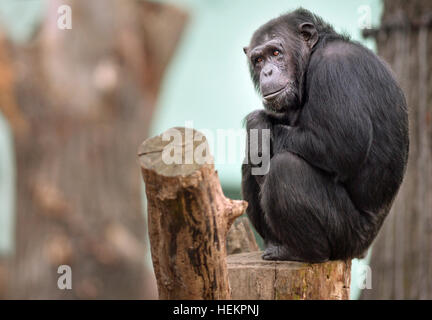 Pilsen, Tschechische Republik. 23. Dezember 2016. Gemeinsame Schimpansen in ihrem Freigehege in Pilsen Zoo, Tschechische Republik, am 23. Dezember 2016. © Miroslav Chaloupka/CTK Foto/Alamy Live-Nachrichten Stockfoto