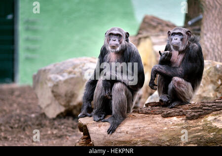 Pilsen, Tschechische Republik. 23. Dezember 2016. Gemeinsame Schimpansen in ihrem Freigehege in Pilsen Zoo, Tschechische Republik, am 23. Dezember 2016. © Miroslav Chaloupka/CTK Foto/Alamy Live-Nachrichten Stockfoto