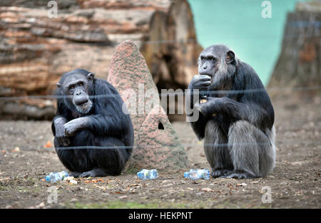 Pilsen, Tschechische Republik. 23. Dezember 2016. Gemeinsame Schimpansen in ihrem Freigehege in Pilsen Zoo, Tschechische Republik, am 23. Dezember 2016. © Miroslav Chaloupka/CTK Foto/Alamy Live-Nachrichten Stockfoto