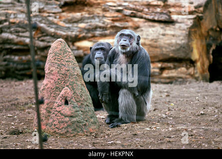 Pilsen, Tschechische Republik. 23. Dezember 2016. Gemeinsame Schimpansen in ihrem Freigehege in Pilsen Zoo, Tschechische Republik, am 23. Dezember 2016. © Miroslav Chaloupka/CTK Foto/Alamy Live-Nachrichten Stockfoto