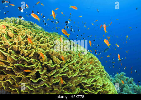 Rotes Meer, Ägypten. 5. November 2016. Leuchtend orange Schule der Fische Meer Goldie oder Lyretail Anthias (Pseudanthias Squamipinnis) und Bicolor Riffbarsche (Chromis Dimidiata) schwimmt in der Nähe von Pilz Leder Koralle oder grün Toadstool Coral (Sarcophyton Trocheliophorum) Rote Meer, Sharm El Sheikh, Sinai-Halbinsel, Ägypten © Andrey Nekrassow/ZUMA Wire/ZUMAPRESS.com/Alamy Live-Nachrichten Stockfoto