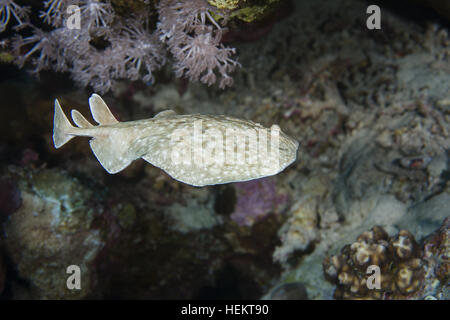 Rotes Meer, Ägypten. 4. November 2016. Torpedo Leopard oder Panther Electric Ray (Torpedo Panthera) schwimmt in der Nähe von Coral Reef, Rotes Meer, Dahab, Sinai-Halbinsel, Ägypten © Andrey Nekrassow/ZUMA Wire/ZUMAPRESS.com/Alamy Live-Nachrichten Stockfoto