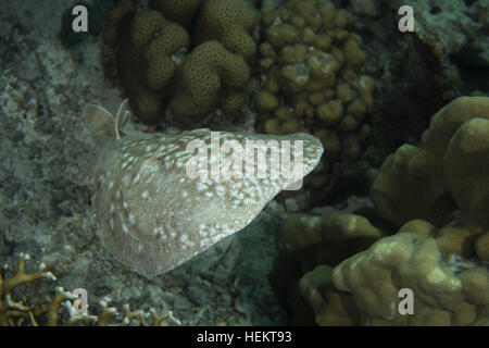 Rotes Meer, Ägypten. 9. November 2016. Torpedo Leopard oder Panther Electric Ray (Torpedo Panthera) schwimmt in der Nähe von Coral Reef, Rotes Meer, Dahab, Sinai-Halbinsel, Ägypten © Andrey Nekrassow/ZUMA Wire/ZUMAPRESS.com/Alamy Live-Nachrichten Stockfoto