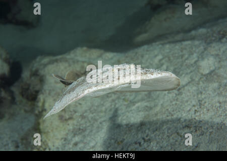 Rotes Meer, Ägypten. 9. November 2016. Torpedo Leopard oder Panther Electric Ray (Torpedo Panthera) schwimmt in der Nähe von Coral Reef, Rotes Meer, Dahab, Sinai-Halbinsel, Ägypten © Andrey Nekrassow/ZUMA Wire/ZUMAPRESS.com/Alamy Live-Nachrichten Stockfoto