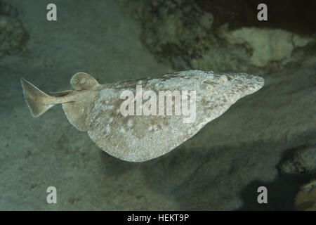 Rotes Meer, Ägypten. 9. November 2016. Torpedo Leopard oder Panther Electric Ray (Torpedo Panthera) schwimmt in der Nähe von Coral Reef, Rotes Meer, Dahab, Sinai-Halbinsel, Ägypten © Andrey Nekrassow/ZUMA Wire/ZUMAPRESS.com/Alamy Live-Nachrichten Stockfoto