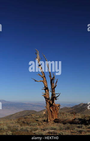 White Mountains, Kalifornien, USA. 24. Sep, 2016. Bristlecone Kiefern in der Nähe der Patriarch Grove die Heimat der weltweit größten Bristlecone Kiefer, der Patriarch-Baum. Die weißen Berge von Kalifornien und Nevada sind ein dreieckiger Fault-Block-Gebirgszug mit Blick auf die Sierra Nevada über die oberen Owens Valley. Die Heimat der alten Bristlecone Kiefernwald (Pinus Longaeva). Der höchste Punkt des Gebirges ist weiße Berggipfel, die auf 14.252 ft (4.344 m) der höchste Gipfel in Mono County und dem dritthöchsten Gipfel in Kalifornien. Dieser Gipfel ist eigentlich ein erloschener Vulkan steigen etwa 1.600 Stockfoto