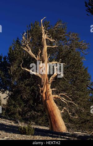 White Mountains, Kalifornien, USA. 24. Sep, 2016. Bristlecone Kiefern in der Patriarch Grove die Heimat der weltweit größten Bristlecone Kiefer, der Patriarch-Baum. Die weißen Berge von Kalifornien und Nevada sind ein dreieckiger Fault-Block-Gebirgszug mit Blick auf die Sierra Nevada über die oberen Owens Valley. Die Heimat der alten Bristlecone Kiefernwald (Pinus Longaeva). Der höchste Punkt des Gebirges ist weiße Berggipfel, die auf 14.252 ft (4.344 m) der höchste Gipfel in Mono County und dem dritthöchsten Gipfel in Kalifornien. Dieser Gipfel ist eigentlich ein erloschener Vulkan steigen etwa 1.600 ft Stockfoto