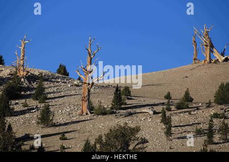 White Mountains, Kalifornien, USA. 24. Sep, 2016. Bristlecone Kiefern in der Patriarch Grove die Heimat der weltweit größten Bristlecone Kiefer, der Patriarch-Baum. Die weißen Berge von Kalifornien und Nevada sind ein dreieckiger Fault-Block-Gebirgszug mit Blick auf die Sierra Nevada über die oberen Owens Valley. Die Heimat der alten Bristlecone Kiefernwald (Pinus Longaeva). Der höchste Punkt des Gebirges ist weiße Berggipfel, die auf 14.252 ft (4.344 m) der höchste Gipfel in Mono County und dem dritthöchsten Gipfel in Kalifornien. Dieser Gipfel ist eigentlich ein erloschener Vulkan steigen etwa 1.600 ft Stockfoto