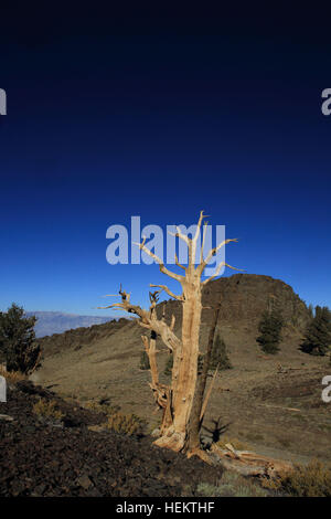 White Mountains, Kalifornien, USA. 24. Sep, 2016. Bristlecone Kiefern in der Nähe der Patriarch Grove die Heimat der weltweit größten Bristlecone Kiefer, der Patriarch-Baum. Die weißen Berge von Kalifornien und Nevada sind ein dreieckiger Fault-Block-Gebirgszug mit Blick auf die Sierra Nevada über die oberen Owens Valley. Die Heimat der alten Bristlecone Kiefernwald (Pinus Longaeva). Der höchste Punkt des Gebirges ist weiße Berggipfel, die auf 14.252 ft (4.344 m) der höchste Gipfel in Mono County und dem dritthöchsten Gipfel in Kalifornien. Dieser Gipfel ist eigentlich ein erloschener Vulkan steigen etwa 1.600 Stockfoto