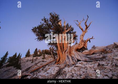 White Mountains, Kalifornien, USA. 24. Sep, 2016. Knorrigen und verdrehten Bristlecone Kiefern bei Sonnenuntergang in der Patriarch Grove die Heimat der weltweit größten Bristlecone Kiefer, der Patriarch-Baum. Die weißen Berge von Kalifornien und Nevada sind ein dreieckiger Fault-Block-Gebirgszug mit Blick auf die Sierra Nevada über die oberen Owens Valley. Die Heimat der alten Bristlecone Kiefernwald (Pinus Longaeva). Der höchste Punkt des Gebirges ist weiße Berggipfel, die auf 14.252 ft (4.344 m) der höchste Gipfel in Mono County und dem dritthöchsten Gipfel in Kalifornien. Dieser Gipfel ist eigentlich eine ausgestorbene Stockfoto