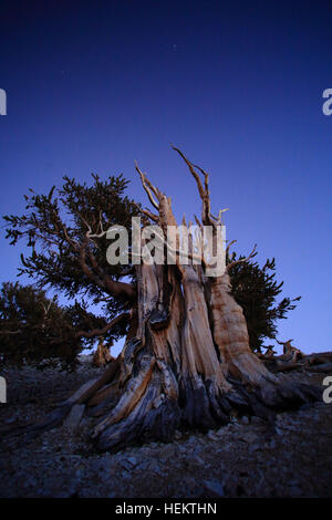 Sep 24, 2016 - White Mountains, Kalifornien, USA - knorrig und Bristlecone Kiefern bei Sonnenuntergang in der Patriarch Grove die Heimat der weltweit größten Bristlecone Kiefer, der Patriarch Baum gedreht. Die weißen Berge von Kalifornien und Nevada sind ein dreieckiger Fault-Block-Gebirgszug mit Blick auf die Sierra Nevada über die oberen Owens Valley. Die Heimat der alten Bristlecone Kiefernwald (Pinus Longaeva). Der höchste Punkt des Gebirges ist weiße Berggipfel, die auf 14.252 ft (4.344 m) der höchste Gipfel in Mono County und dem dritthöchsten Gipfel in Kalifornien. Dieser Gipfel ist eigentlich eine ausgestorbene Stockfoto