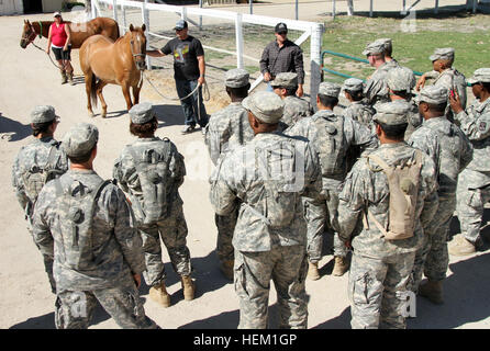 Soldaten aus 994th Medical Detachment Veterinärdienste aus Round Rock, Texas, hören Sie Dr. Colter Negranti, Paso Robles Equine Clinic Tierarzt, wie er erklärt, wie man ein Pferd an der Red Wing Pferd Wallfahrtskirche in Lockwood, Kalifornien, im Rahmen ihrer Ausbildung für Krieger Übung (WAREX) 91 bewerten 14-03, 25. Juli 2014. Soldaten aus den 994th MDVS besucht das Heiligtum zu lernen, zu untersuchen, impfen und geretteten Pferden und Eseln zu rehabilitieren. (US Army Reserve Foto von Sgt Andrew Valles, 205. Press Camp Sitz) Lernen wie man Prüfung Equiden 140725-A-BV889-102 Stockfoto