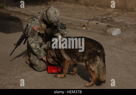 US Army Sergeant Scott Armantrout, einen militärischen Working Dog Handler befestigt, Charlie Kompanie, 5. Bataillon, 20. Infanterie-Regiment, 2nd Infantry Division, gibt seine k-9 "Sammie" etwas Wasser während einer Pause während der Teilnahme an einer Kordon und Suche Mission in Al Rashid, Irak, 28. Januar 2007.  Charlie Kompanie und das 2. Bataillon, 1. Brigade 6. Division irakische Nationalpolizei führen die Suche um mit den Bewohnern des Stadtteils South Bagdad präsent. (Foto: U.S. Army Staff Sgt Sean A. Foley) (Freigegeben) Kordon und Suche 35853 Stockfoto