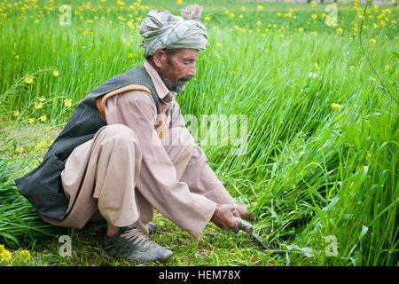 BAMYAN Provinz, Afghanistan - ein Bauer schneidet Luzerne in einem Feld nahe der Stadt von Bamyan 16. Juni 2012. Viele Betriebe in der Region sind noch gepflanzt und vollständig von hand geerntet. Bamyan Provincial Reconstruction Team verfügt hätte, um diese Art von veralteten Anbaumethoden durch Mechanisierung (Traktoren) und andere moderne Fortschritte zu ersetzen. Kartoffeln sind die wichtigsten Einnahmequelle für die Provinz, die Millionen von Dollar, um seine Wirtschaft jedes Jahr trägt geworden. (Foto: U.S. Army Sgt Ken Scar, 7. Mobile Public Affairs-Abteilung) Afghanischen Bauern in Bamyan Stockfoto