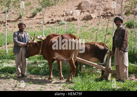 BAMYAN Provinz, Afghanistan - Saywed Khadin (links), ein Kartoffel-Bauer stellt mit seinem Team von Ochsen und eine Hired Hand auf seiner Farm nordwestlich von der Stadt von Bamyan 16. Juni 2012. Bamyan Provincial Reconstruction Team verfügt hätte, um diese Art von veralteten Anbaumethoden durch Mechanisierung (Traktoren) und andere moderne Fortschritte zu ersetzen. Kartoffeln sind die wichtigsten Einnahmequelle für die Provinz, die Millionen von Dollar, um seine Wirtschaft jedes Jahr trägt geworden. (Foto: U.S. Army Sgt Ken Scar, 7. Mobile Public Affairs-Abteilung) Afghanischen Bauern in Bamyan-3 Stockfoto