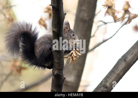 Europäische Eichhörnchen füttern auf einem Ast Stockfoto