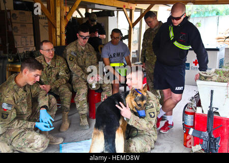 SPC. Uzziah Bussie, Bravo Company, 1. Bataillon, 327th Infanterie-Regiment zugewiesen gibt eine Klasse, die detailliert der richtigen Verfahren zu folgen, wenn ein militärischer Arbeitshund während Sanitäter Ausbildung bei nach vorn Operating Base Finley Shields, Behandlung von Provinz Nangarhar, Afghanistan, 11. Januar 2013. Der militärische Gebrauchshund Medic training wird gehalten, um Mediziner mit Behandlung richtig militärischen Arbeitshunde im Bereich vertraut zu machen. (US Armee-Foto von Spc. Ryan Hallgarth/freigegeben) Militärischer Arbeitshund Medic training 130111-A-BX842-022 Stockfoto