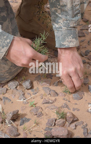 Ein US-Soldat zieht Unkraut zwischen Felsen während der Teilnahme an einer Post-Bereinigung-Aktivität in Fort Bliss, Texas, 17. April 2013. Mitglieder der Hauptsitz und zentrale Batterie, 4. Bataillon, 27. Feldartillerie-Regiment, 2nd Brigade Combat Team, half 1. US-Panzerdivision in die Post-große Mühe.  (US Armee-Foto von Sgt. Candice Harrison/freigegeben) FA kämpft Wind darauf Bereich Verschönerung 130417-A-WW110-008 Stockfoto