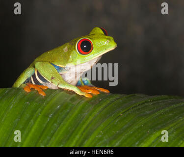 Rotaugen-Baumfrosch auf Regenwaldblatt, auch bekannt als Rotaugen-Blattfrosch (Agalychnis callidyas) in Costa Rica Stockfoto