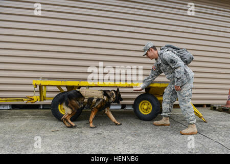 US Army Spc. Jacob Rodriguez, militärische Hundeführer und Eros, ein 7-Year-Old Deutscher Schäferhund, beide mit der 525th Military Gebrauchshund Distanz angebracht, US-Armee Garnison Benelux, führen Sie eine Detektion von Sprengstoffen Ausbildung in Hangars, zentrale Einrichtung Management Office auf Chièvres Air Base, Belgien, 29. Juli 2014 angehören. Obwohl Eros ein erfahrener Patrouille/Sprengstoff arbeitender Hund ist, hat er nur mit der 525th 40 Tage lang gewesen; ihm und seinem Führer gefunden erfolgreich alle Sprengstoff versteckt für die Praxis. (US Army Foto von visuellen Informationen Spezialist Pierre-Etienne Co Stockfoto