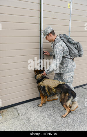 US Army Spc. Jacob Rodriguez, militärische Hundeführer und Eros, ein 7-Year-Old Deutscher Schäferhund, beide mit der 525th Military Gebrauchshund Distanz angebracht, US-Armee Garnison Benelux, führen Sie eine Detektion von Sprengstoffen Ausbildung in Hangars, zentrale Einrichtung Management Office auf Chièvres Air Base, Belgien, 29. Juli 2014 angehören. Obwohl Eros ein erfahrener Patrouille/Sprengstoff arbeitender Hund ist, hat er nur mit der 525th 40 Tage lang gewesen; ihm und seinem Führer gefunden erfolgreich alle Sprengstoff versteckt für die Praxis. (US Army Foto von visuellen Informationen Spezialist Pierre-Etienne Co Stockfoto