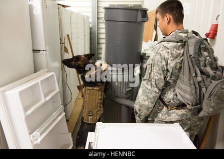 US Army Spc. Jacob Rodriguez, militärische Hundeführer und Eros, ein 7-Year-Old Deutscher Schäferhund, beide mit der 525th Military Gebrauchshund Distanz angebracht, US-Armee Garnison Benelux, führen Sie eine Detektion von Sprengstoffen Ausbildung in Hangars, zentrale Einrichtung Management Office auf Chièvres Air Base, Belgien, 29. Juli 2014 angehören. Obwohl Eros ein erfahrener Patrouille/Sprengstoff arbeitender Hund ist, hat er nur mit der 525th 40 Tage lang gewesen; ihm und seinem Führer gefunden erfolgreich alle Sprengstoff versteckt für die Praxis. (US Army Foto von visuellen Informationen Spezialist Pierre-Etienne Co Stockfoto