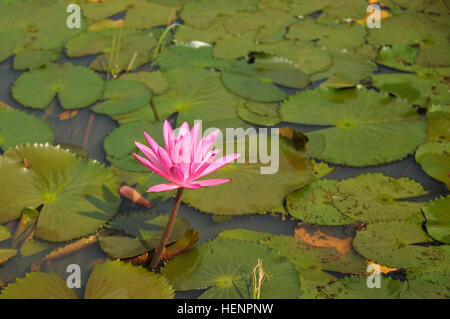 Eine Seerose, die nationale Blume von Bangladesch, Blüten in einem Teich 26. August 2014 während eines Trainings der bilateralen Austausch zwischen den USA und Bangladesch Armeen an der Bangladesh Institut Frieden Unterstützung Betrieb Ausbildung bei Rajendrapur Catonement Bereich der Ausbildung, in der Nähe von Dhaka, Bangladesh. Der US-Armee wurde in Bangladesch für Aurora Monsun, eine Exchange-Übung konzentriert sich auf den Aufbau von Beziehungen und Verbesserung der Fähigkeiten im Betrieb in einem Dschungel-Umgebung und Unbekanntes Terrain. (Foto: US-Armee Sgt. 1. Klasse Jeffrey Smith/freigegeben) %%% E2 %%% 80 %%% 98Aurora Monsun %%% E2 %%% Stockfoto