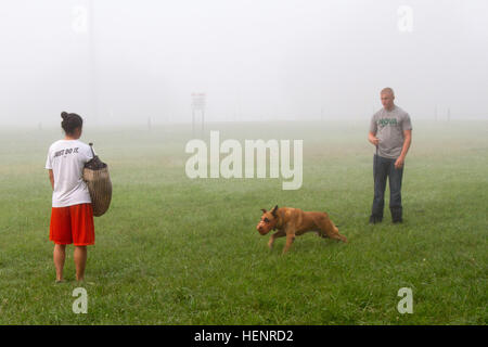 Arno, ein militärischer Arbeitshund mit 510th Military Police Detachment, 716th Military Police Battalion, unterstützt durch die 101. Sustainment Brigade, 101. US-Luftlandedivision und zwei Hund Handler auch aus 510th MP Det., Spc. Samantha Ramirez (links) und Pfc. Jared Brücken (rechts) führen Sie ein Szenario um seine Aggressivität in Fort Campbell, Kentucky 4 Sept. bestimmen Die beiden Soldaten und Arno lief mehrere Szenarien für den Tierarzt, der eine Bewertung des Arnos Eignung zur Adoption machen würde, nachdem er in den Ruhestand aufgezeichnet. (US Armee-Foto von Sgt. Leejay Lockhart, 101. Sustainment Brigade öffentliche Stockfoto