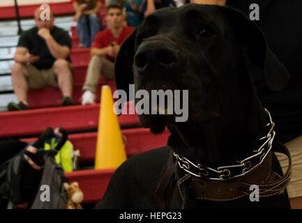 Carlos, service Hund der U.s. Army Team Mitglied Sgt. Blake Johnson, Krieger Übergang Bataillon, Bethesda, Maryland, wacht über seine Besitzer, da spielt er in der Vorrunde des Sitzens Volleyball während der 2015 Abteilung der Verteidigung Krieger Spiele am 25 Juni, Marine Corps Base Quantico, Virginia. Die DOD Krieger Spiele sind vom 19-28. Juni statt. Die Spiele sind eine adaptive Sportwettkampf Veteranen und Verwundeten, Kranken und verletzten Angehörige. Rund 250 Athleten, die Teams aus der Armee, Marine Corps, Marine, Luftwaffe, Special Operations Command und die britischen Streitkräfte werden compe Stockfoto