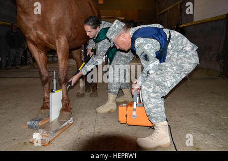 BRIDGEPORT, CALIF. -Major Susanne Seward, 322. Civil Affairs Brigade, Captain Gordon Vergason, 492nd Civil Affairs Bataillon, sowohl präventive Medizin Veterinärbeamten durchführen und eine Röntgenaufnahme auf einem Pferd für die Pferde Pflege-Klasse während der 351st Civil Affairs Befehl tierärztliche Ausbildung Konferenz im Marine Corps Mountain Warfare Training Center, Bridgeport, Calif., 5. Mai 2016. Der Befehl Veterinärbeamten besuchte eine einwöchige Konferenz gemeinsam beste Tierarztpraxen mit ihren Kollegen innerhalb des Befehls (Foto: U.S. Army Staff Sgt Robert Van Tuinen, 351 CACOM) Civil Affairs Co Stockfoto