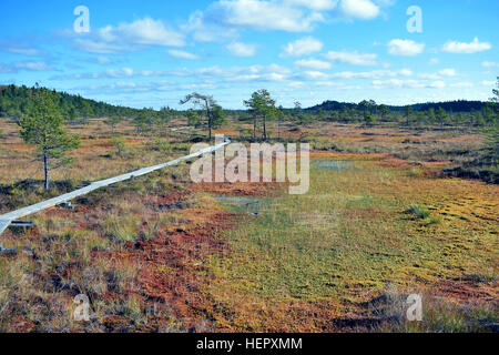 Herbst am Moor Torronsuo Nationalpark, Finnland Stockfoto