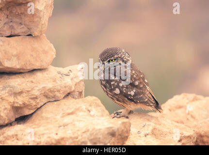 Steinkauz (Athene Noctua) thront auf Trockenmauer, Marokko Stockfoto