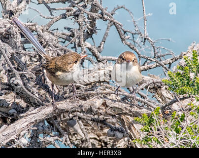 Zwei weibliche hervorragende Fee-Wren Vögel, Australien Stockfoto