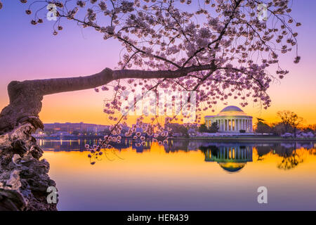 Washington, DC am Jefferson Memorial im Frühjahr.