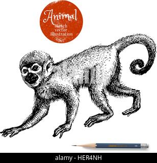 Handgezeichnete Affe Tier Vektor-Illustration. Skizzieren Sie isolierte Marmoset auf weißem Hintergrund mit Bleistift und Label banner Stock Vektor