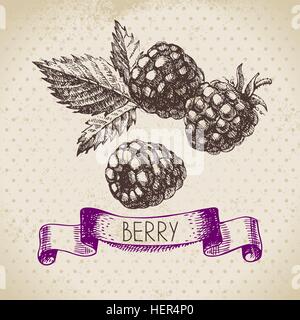 Himbeere. BlackBerry. Handgezeichnete Skizze Beere Vintage-Hintergrund. Vektor-Illustration von Öko-Lebensmitteln Stock Vektor