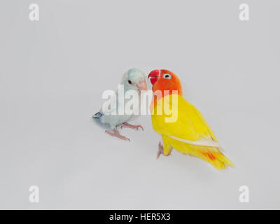 Gelbe Lobebird und Pastell blau Forpus auf weißem Hintergrund Stockfoto